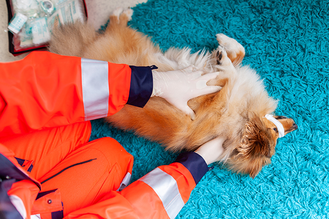 A emergency veterinarian treats with medical equipment a little